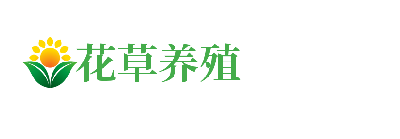 青岛啤酒为什么要加大米？_河北省石家庄市栾城区真货移动电话股份有限公司